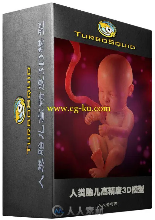 人类胎儿高精度3D模型 Turbosquid Human Fetus的图片1