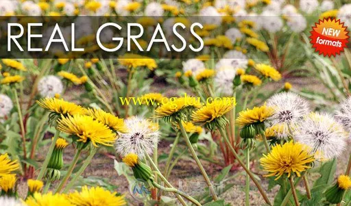 VIZPARK Real Grass花草3D模型插件包 VIZPARK Real Grass for Cinema4D Modo OBJ F...的图片1