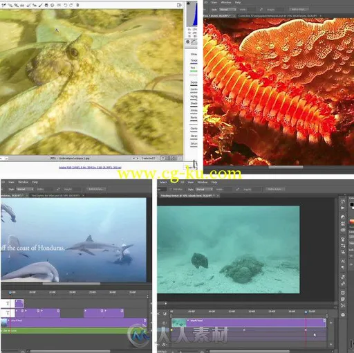 PS海底生物图像修饰技巧视频教程 Enhancing Underwater Photos with Photoshop的图片1