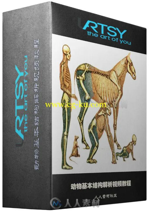 动物基本结构解析视频教程 Uartsy Animal Anatomy的图片1