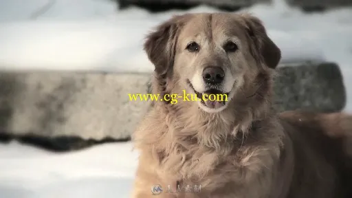 金毛猎犬特写镜头高清实拍视频素材的图片1