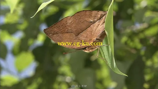 春色繁花与昆虫高清实拍视频素材的图片1