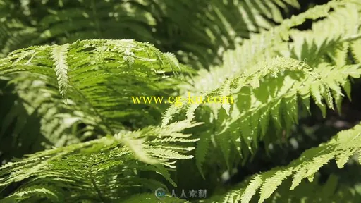 蕨类植物高清视频实拍素材的图片1