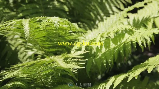 蕨类植物高清视频实拍素材的图片2