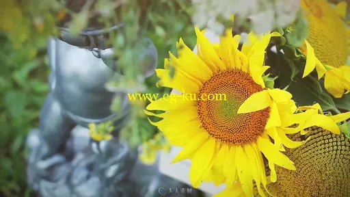 夏日美丽花园照片陈放幻灯片AE模板 Videohive Photo Gallery - Summer Garden...的图片6