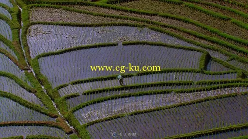 航拍农民水稻插秧视频素材的图片1