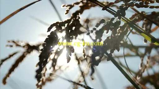 麦穗朝天空剪影视频素材的图片1