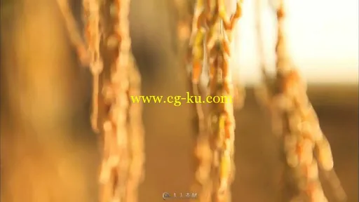 麦穗夕阳下特写视频素材的图片2