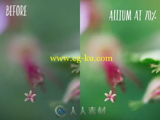 植物照片调色特效PS动作Allium_PHOTOSHOP_action_的图片2