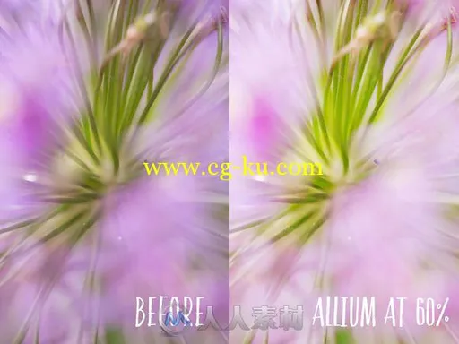 植物照片调色特效PS动作Allium_PHOTOSHOP_action_的图片3