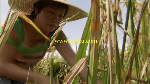 大型机械农民在田地收割水稻视频素材的图片1