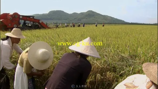 大型机械农民在田地收割水稻视频素材的图片2