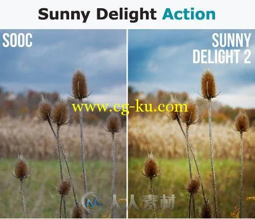 阳光喜悦照片调色特效PS动作Sunny_Delight_Action的图片1