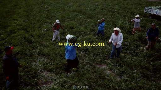 人工传递摘瓜近景视频素材的图片2