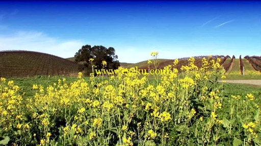 摇臂拍摄油菜花及农地视频素材的图片1