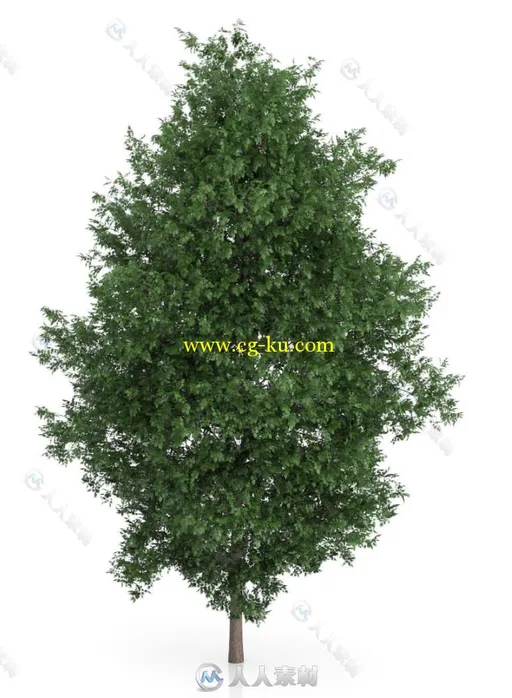 42组高精度树木植物3D模型合辑 CGAXIS VOLUME 54 3D TREES V的图片3