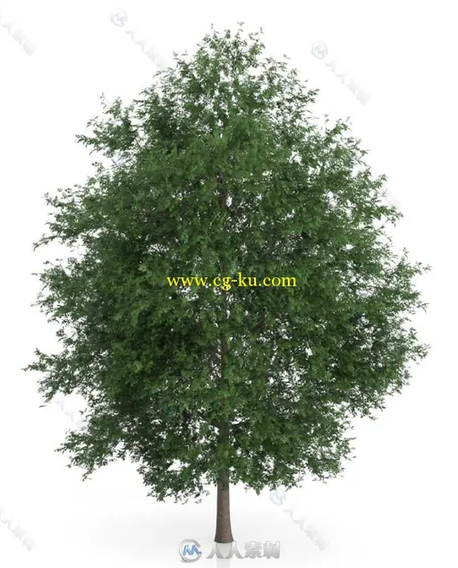 42组高精度树木植物3D模型合辑 CGAXIS VOLUME 54 3D TREES V的图片4