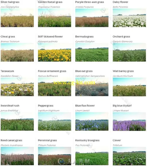 140组高逼真草与花卉3D模型库 VIZPARK REAL GRASS FOR CINEMA4D MODO OBJ FBX LIGH...的图片1