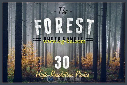 30张高清森林展示高清照片的图片1