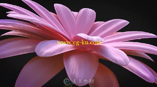 美丽优雅的花朵标志展示Logo演绎AE模板Videohive Flower - Elegant Logo Reveal 1...的图片2