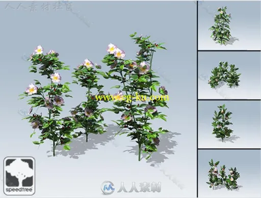 狗蔷薇SpeedTree®植物3D模型Unity游戏素材资源的图片1