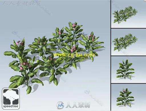 现代花草SpeedTree®植物3D模型Unity游戏素材资源的图片2