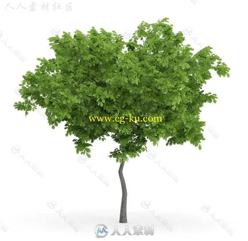 32组高精度针叶树3D模型合辑 CGAXIS MODELS VOLUME 72 TREES IX VRAY ONLY的图片10