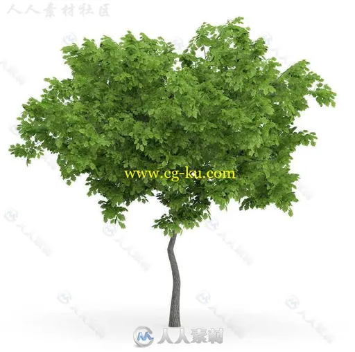 32组高精度针叶树3D模型合辑 CGAXIS MODELS VOLUME 72 TREES IX VRAY ONLY的图片11