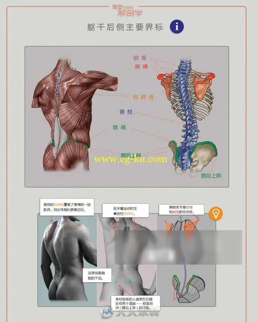 《雕塑解剖学》完整翻译版的图片1