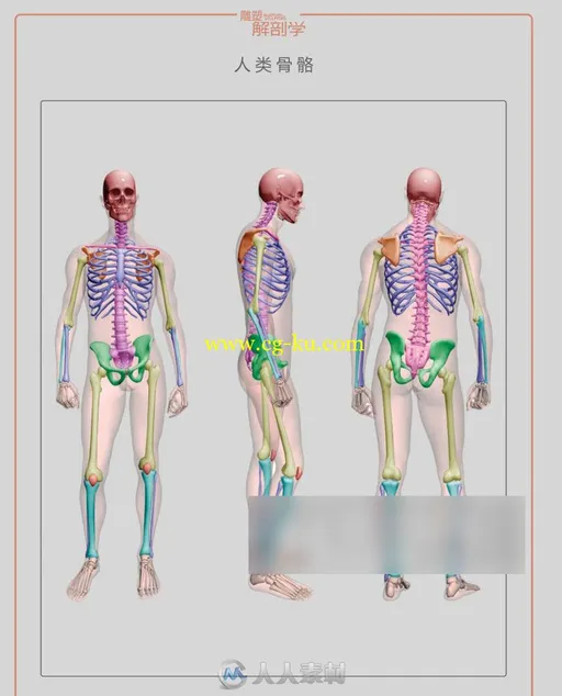 《雕塑解剖学》完整翻译版的图片6