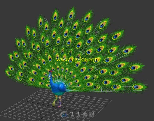 超酷孔雀开屏3D模型加动作的图片1