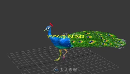 超酷孔雀开屏3D模型加动作的图片2