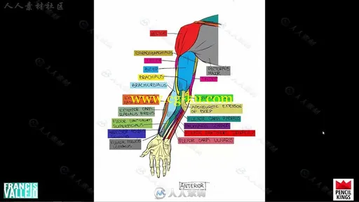 人体胳膊腿肌肉群绘画剖析视频教程的图片1