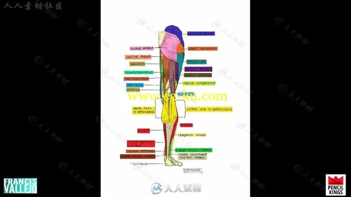 人体胳膊腿肌肉群绘画剖析视频教程的图片8