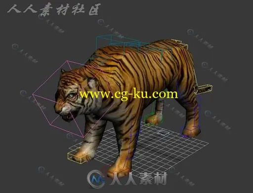 绑定好的凶猛大老虎3D模型的图片1