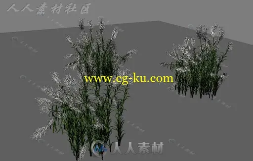 高质量芦苇3D模型的图片1