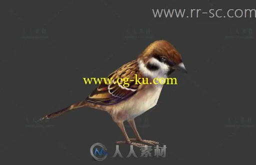 一只小麻雀的3D模型的图片1