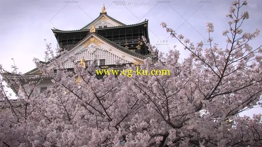 日本大阪城建筑樱花旅游景点实拍视频素材的图片1