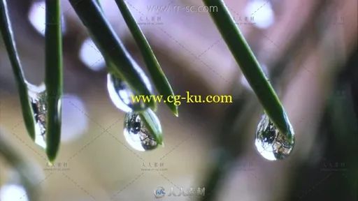 雨水中的花草优雅清馨高清实拍视频素材的图片2