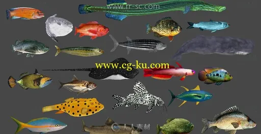 22款海洋鱼类带骨骼带动画3D模型的图片1