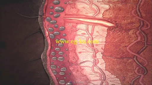 医疗科技表皮组织细胞生长高清实拍视频素材的图片1