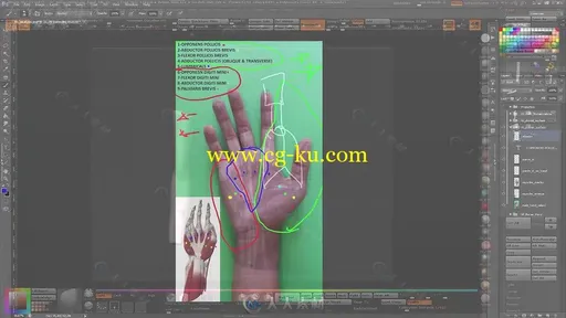 Zbrush手部模型雕刻剖析视频教程第一季 3DMOTIVE SCULPTING HAND ANATOMY IN ZBRUS的图片3