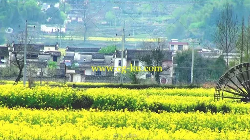 唯美古建筑与油菜花醉人风光高清实拍视频素材的图片1