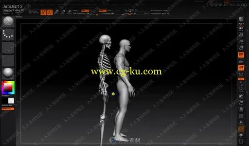 Zbrush人体解剖数字艺术终极训练视频教程之身体肌肉的图片19