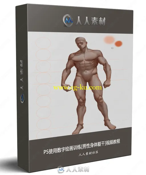 PS使用数字绘画训练[男性身体躯干]视频教程的图片1