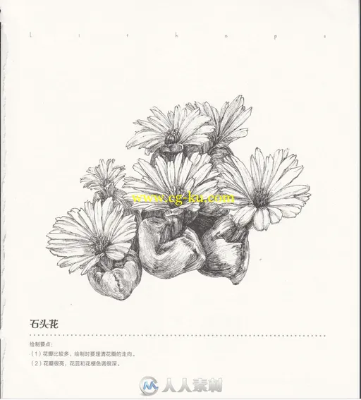 黑白花意笔尖下的87朵花书籍杂志的图片4