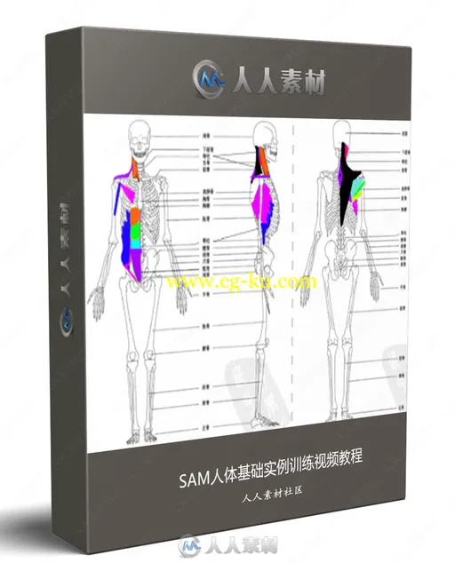 SAM人体基础实例训练视频教程的图片1