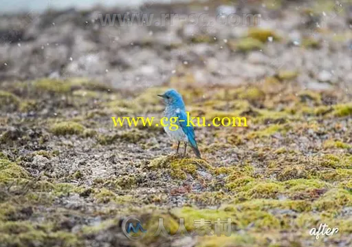 自然清新野生动物景观调色预设Lightroom预设的图片1