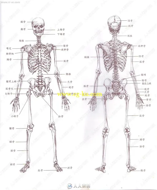 原画师必备的艺用人体解刨中文版书籍杂志的图片2