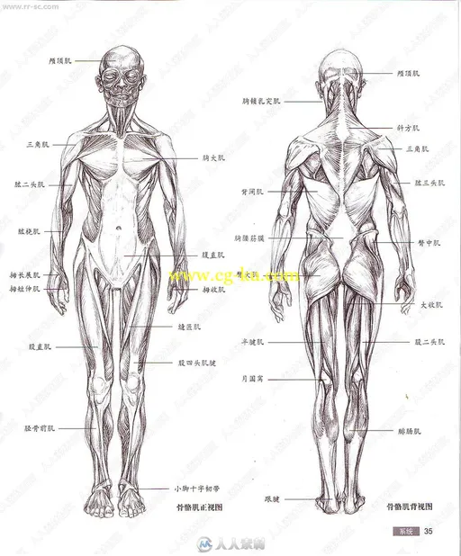 原画师必备的艺用人体解刨中文版书籍杂志的图片3